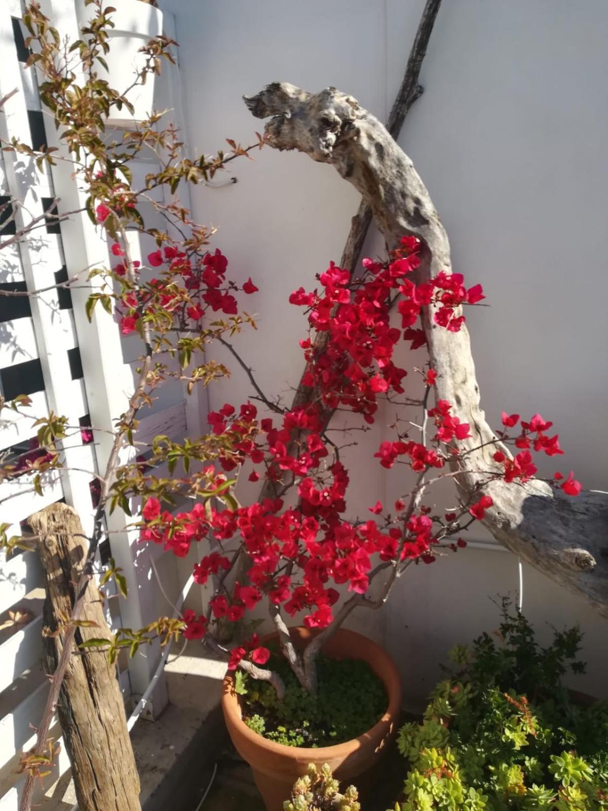 Mandorleolio Bed & Breakfast Polignano a Mare Exterior photo